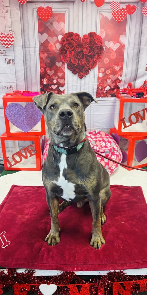 STEELE - Staffordshire Bull Terrier available for adoption