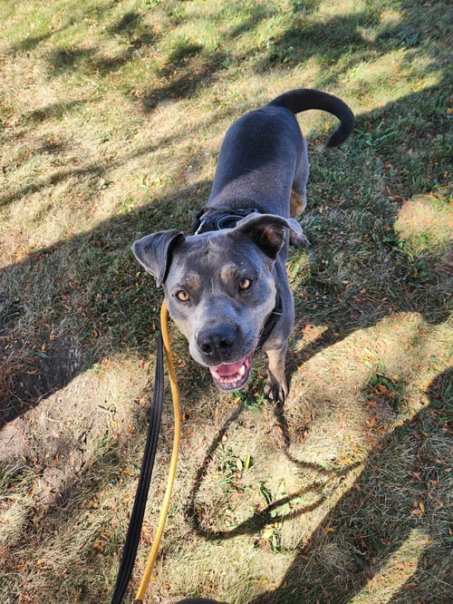 STEELE - Staffordshire Bull Terrier available for adoption