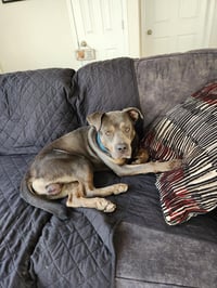 Steele - Photo 5
