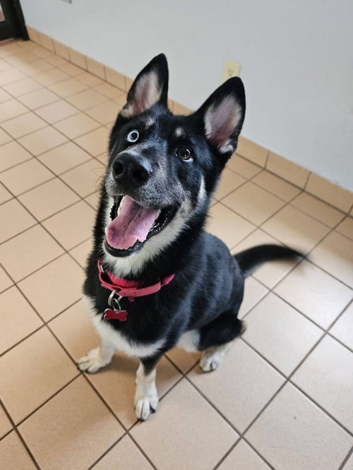 SONIC - Husky / Shepherd available for adoption