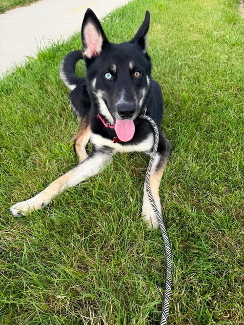 SONIC - Husky / Shepherd available for adoption