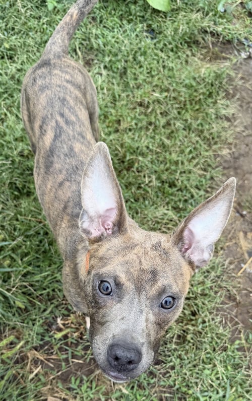 DORA - Pit Bull Terrier available for adoption