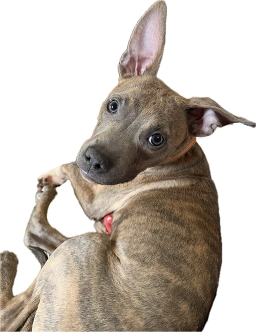 DORA - Pit Bull Terrier available for adoption