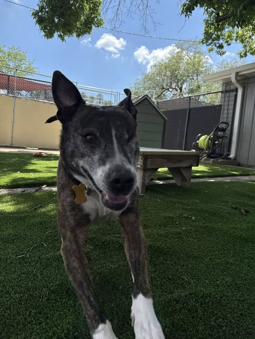 JERZY - Mountain Cur available for adoption