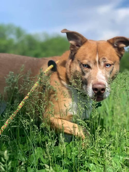 BROLY - Husky / Boxer available for adoption