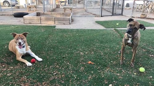 BROLY - Husky / Boxer available for adoption
