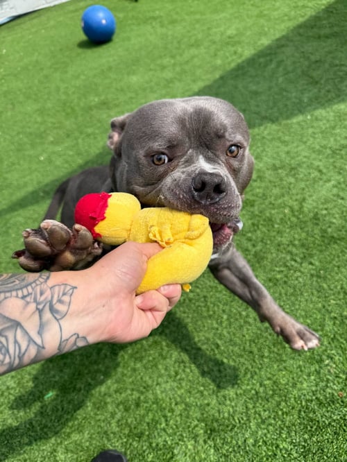 CAIN - American Bulldog available for adoption