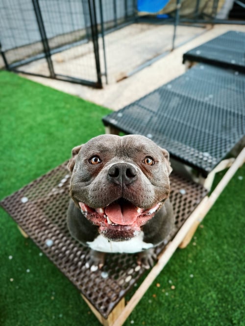CAIN - American Bulldog available for adoption