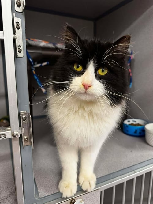 BATMAN - Domestic Long Hair available for adoption