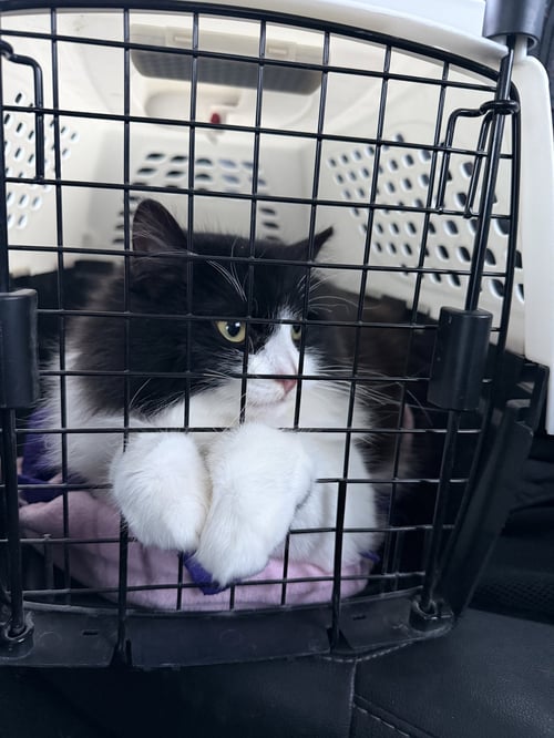 BATMAN - Domestic Long Hair available for adoption