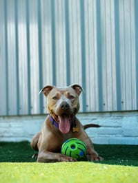 Chase - Photo 1
