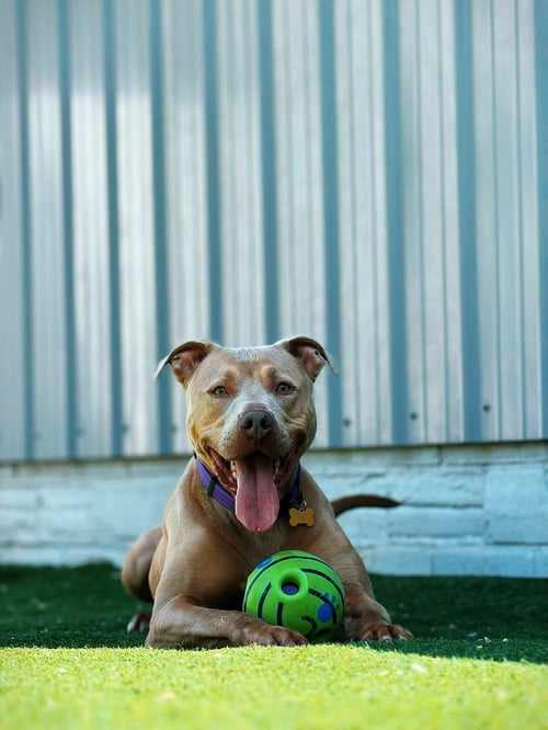 CHASE - American Pit Bull Terrier available for adoption