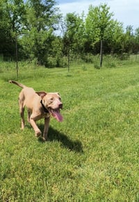 Chase - Photo 6