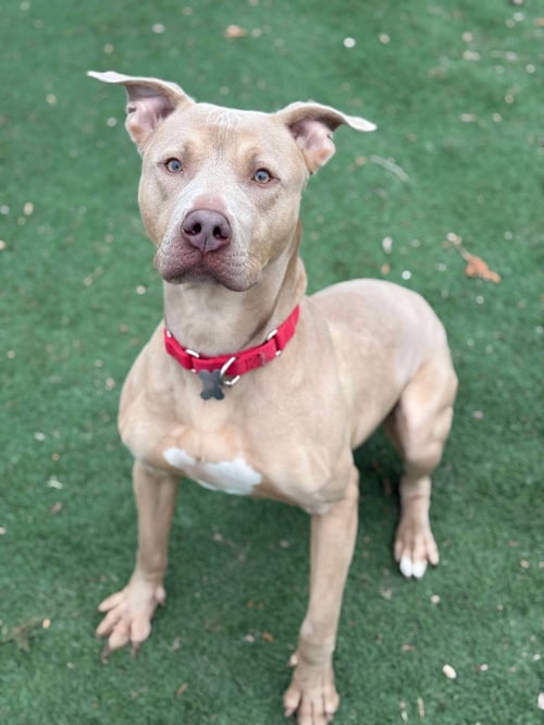 CHASE - American Pit Bull Terrier available for adoption