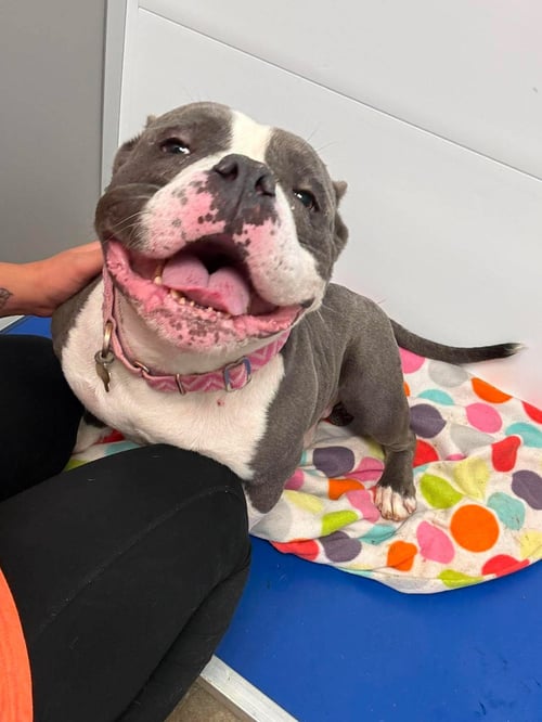 TACO - English Bulldog available for adoption