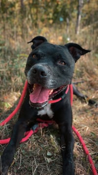 Porter - Photo 4