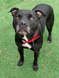 Porter - Photo 5