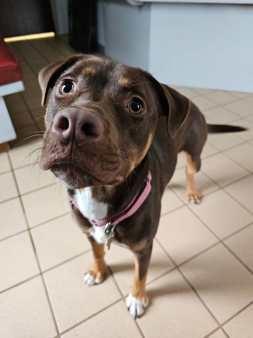 QP (QUARTER POUNDER) - Pit Bull Terrier / Australian Shepherd available for adoption