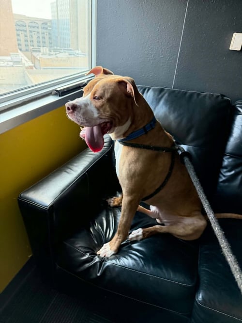 TROOPER - Pit Bull Terrier available for adoption