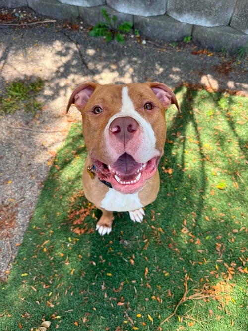 TROOPER - Pit Bull Terrier available for adoption