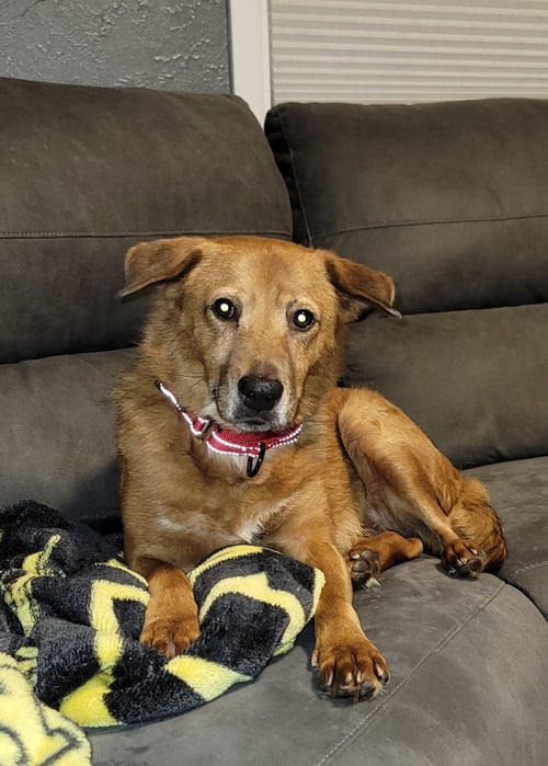 JULIETTE - Labrador Retriever available for adoption