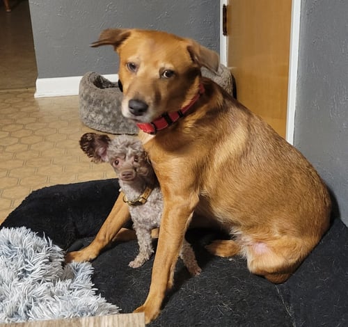 JULIETTE - Labrador Retriever available for adoption