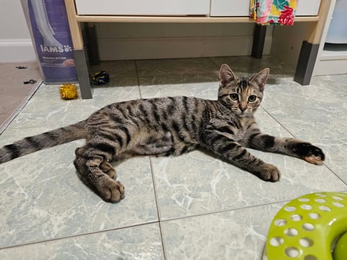 BAILEY - Torbie / Domestic Short Hair available for adoption