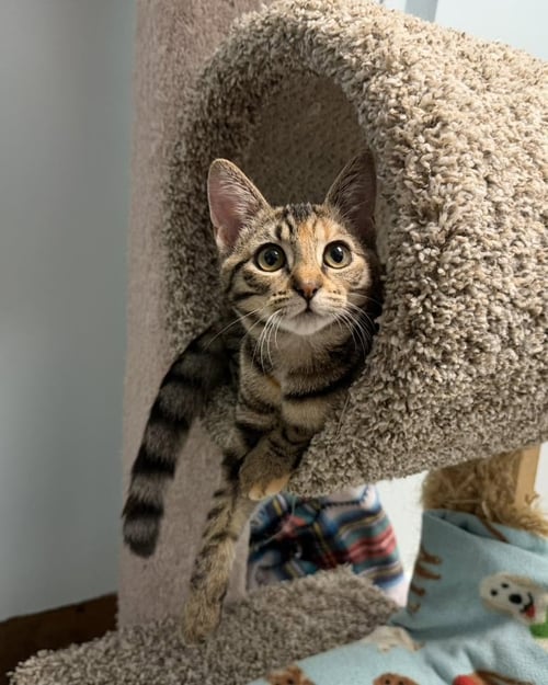 BAILEY - Torbie / Domestic Short Hair for adoption in Cedar Rapids