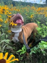 Sarge in Charge - Photo 2