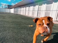 Sarge in Charge - Photo 6