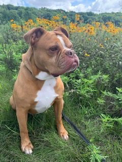SARGE IN CHARGE - English Bulldog available for adoption