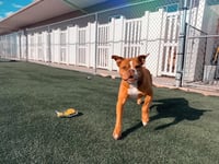 Sarge in Charge - Photo 5