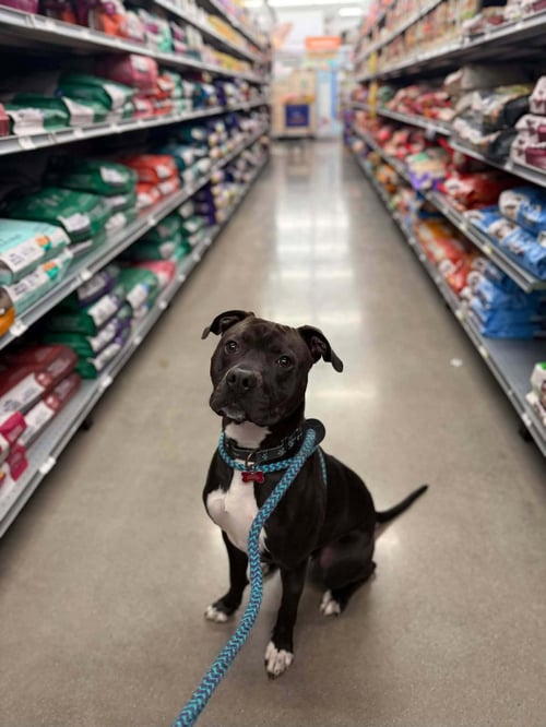 FLEX - Pit Bull Terrier / Boxer available for adoption