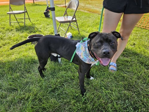 FLEX - Pit Bull Terrier / Boxer available for adoption
