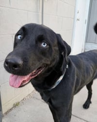Toby - Photo 4