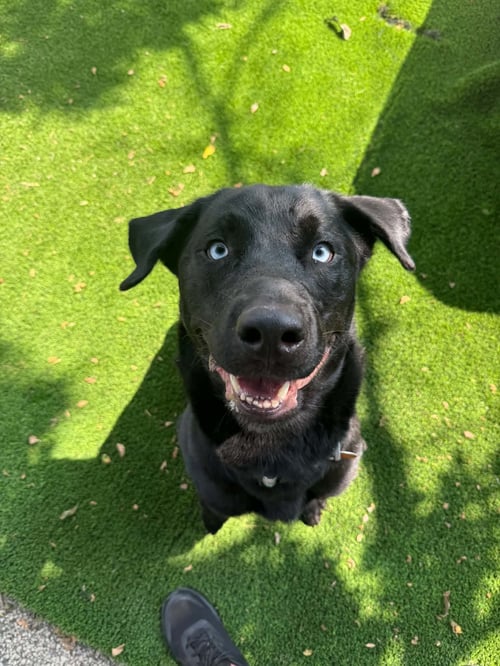 TOBY - Labrador Retriever / Husky available for adoption
