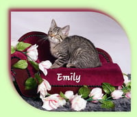 Emily - Photo 8