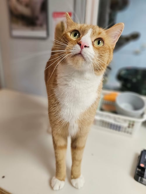 NOODLE - Domestic Short Hair available for adoption