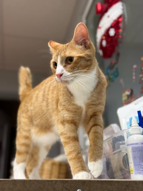 NOODLE - Domestic Short Hair available for adoption
