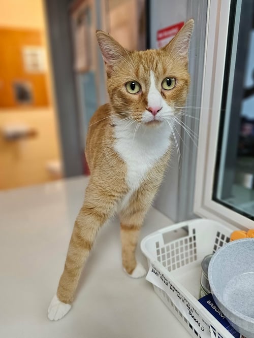 NOODLE - Domestic Short Hair for adoption in Cedar Rapids