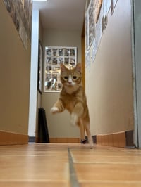 Noodle - Photo 4