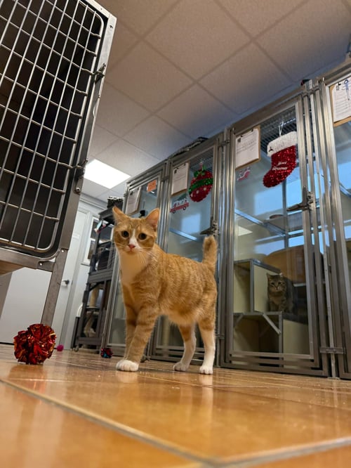 NOODLE - Domestic Short Hair available for adoption