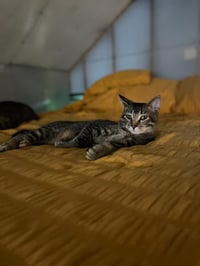 Tofu - Photo 7