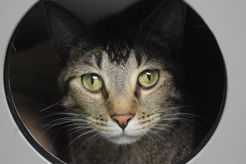 TOFU - Domestic Short Hair available for adoption