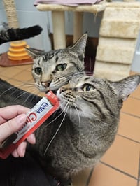 Tofu - Photo 4