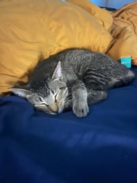 Tofu - Photo 11
