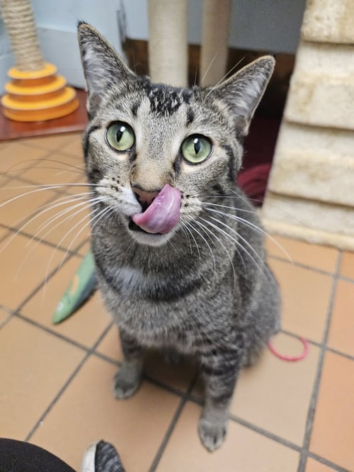 TOFU - Domestic Short Hair available for adoption