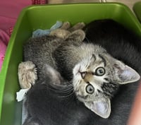 Tofu - Photo 10