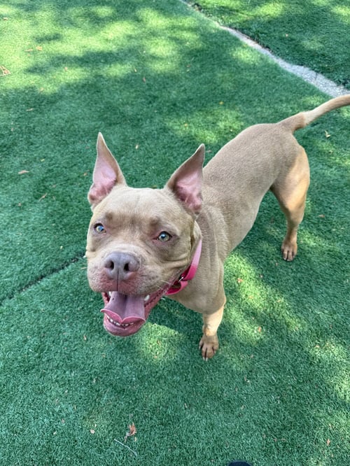 BB - American Bulldog / Terrier available for adoption