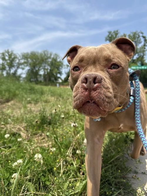BB - American Bulldog / Terrier available for adoption